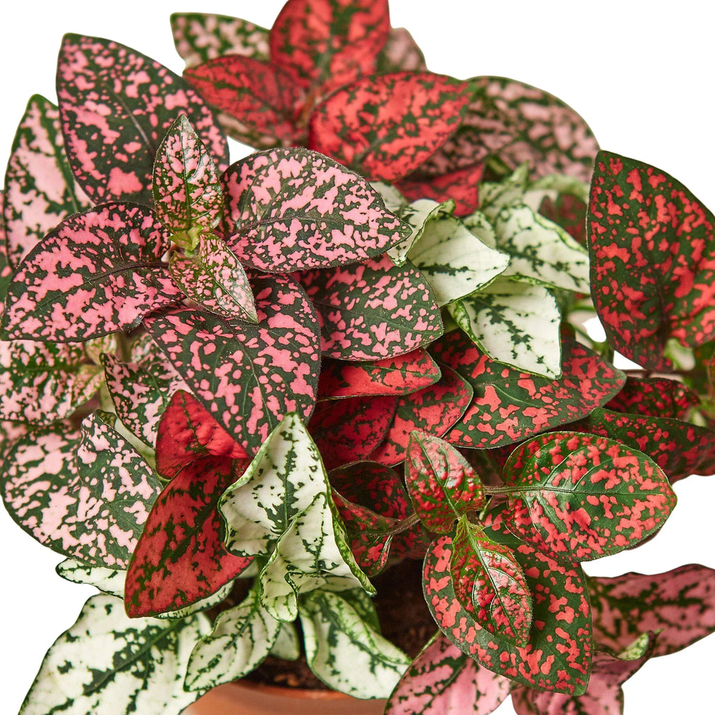 Hypoestes 'Polka Dot' - Holiday Corner