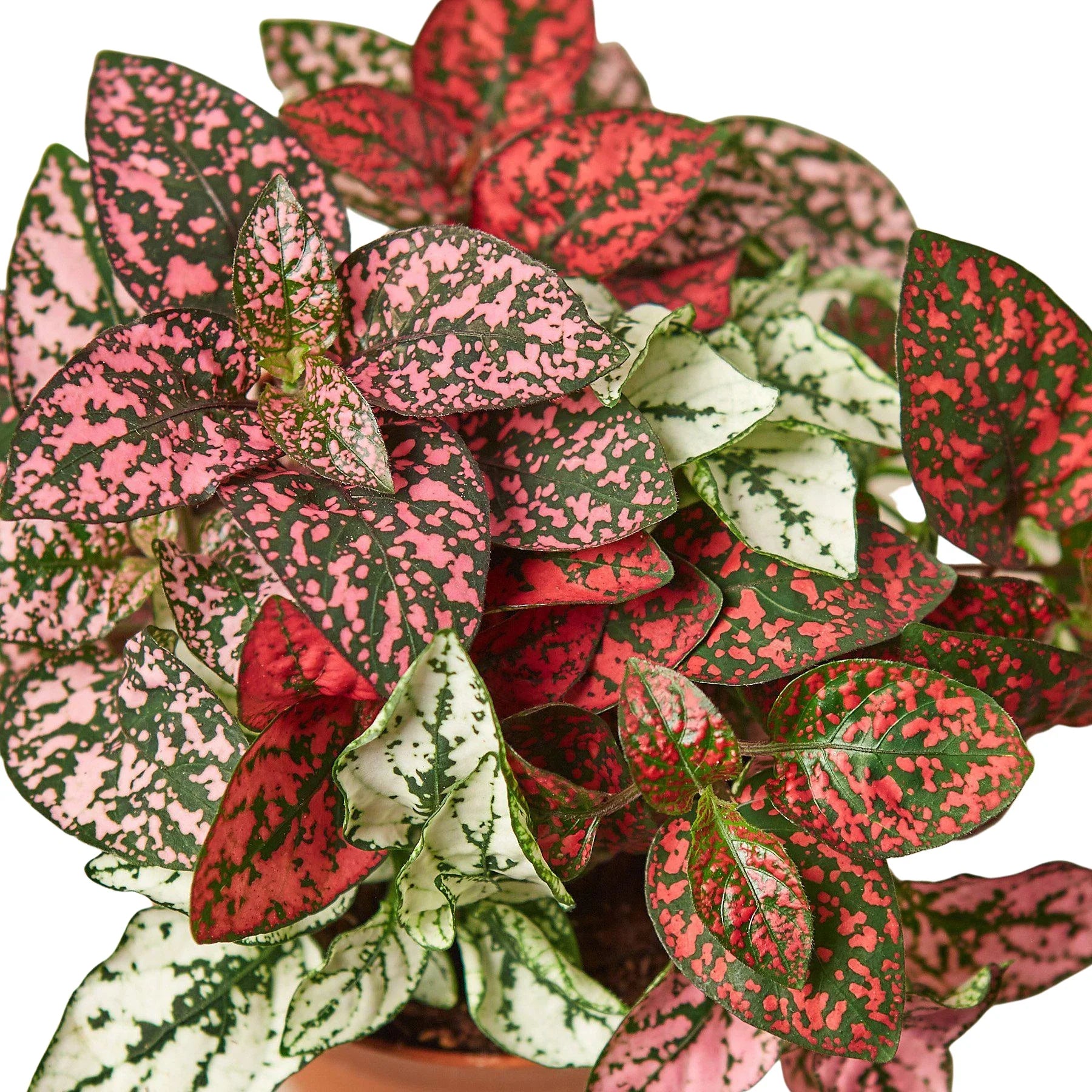 Hypoestes 'Polka Dot' - Holiday Corner