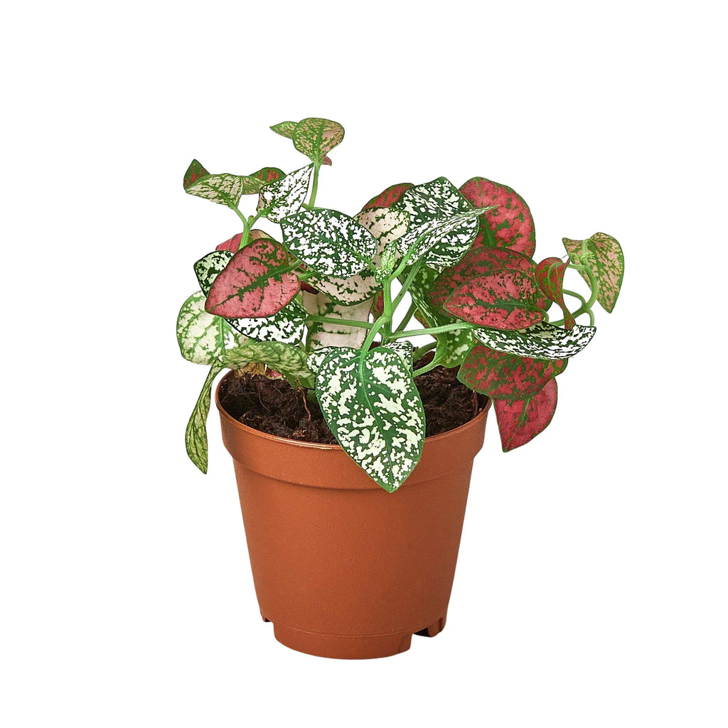 Hypoestes 'Polka Dot' - Holiday Corner