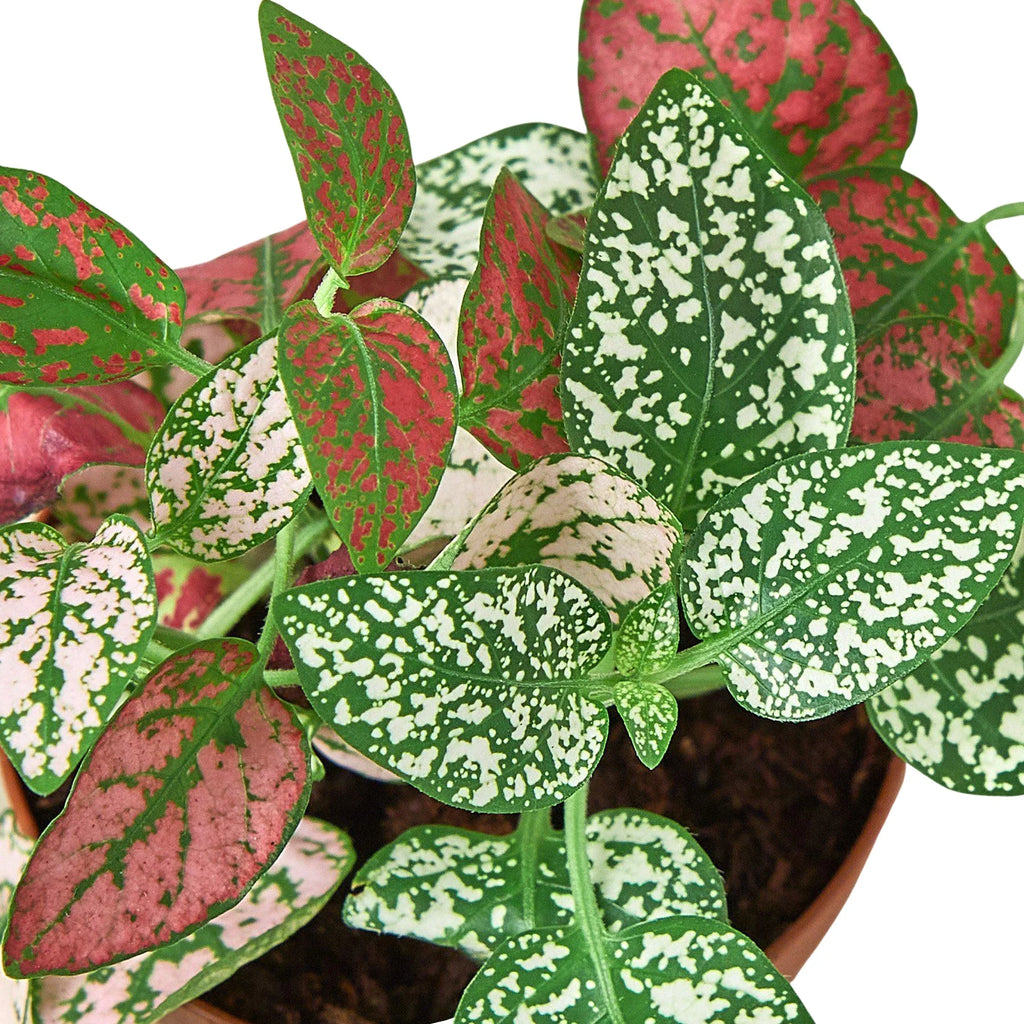 Hypoestes 'Polka Dot' - Holiday Corner