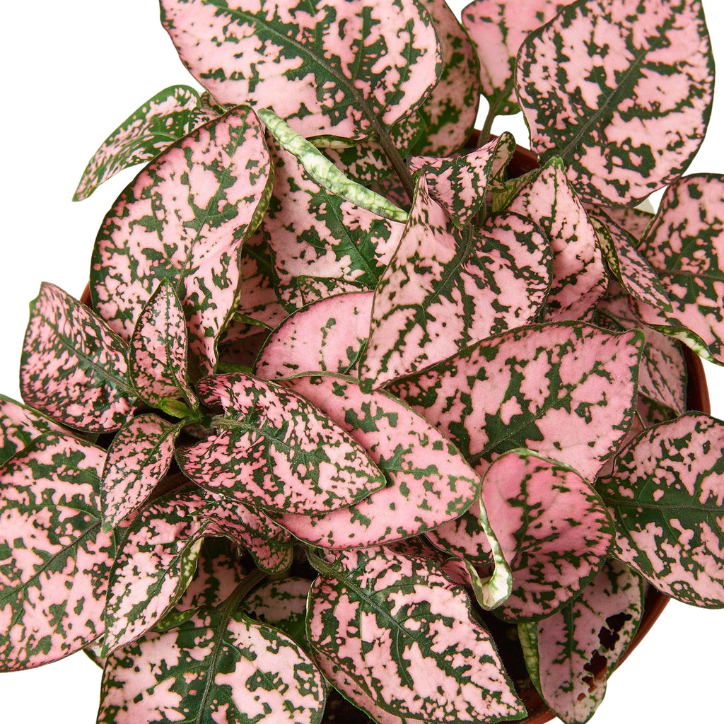 Hypoestes 'Polka Dot' - Holiday Corner
