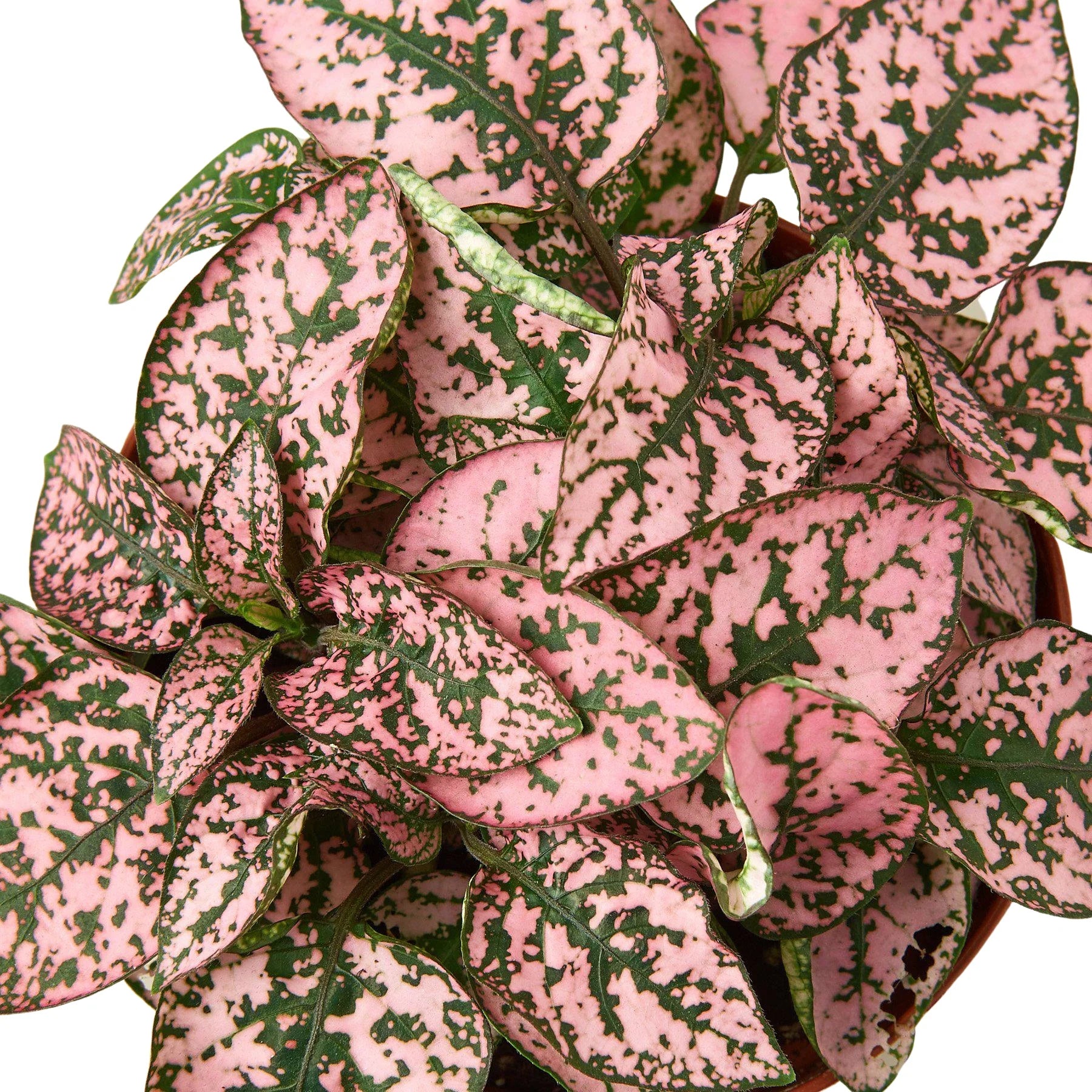 Hypoestes 'Polka Dot' - Holiday Corner