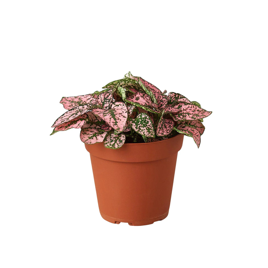 Hypoestes 'Polka Dot' - Holiday Corner
