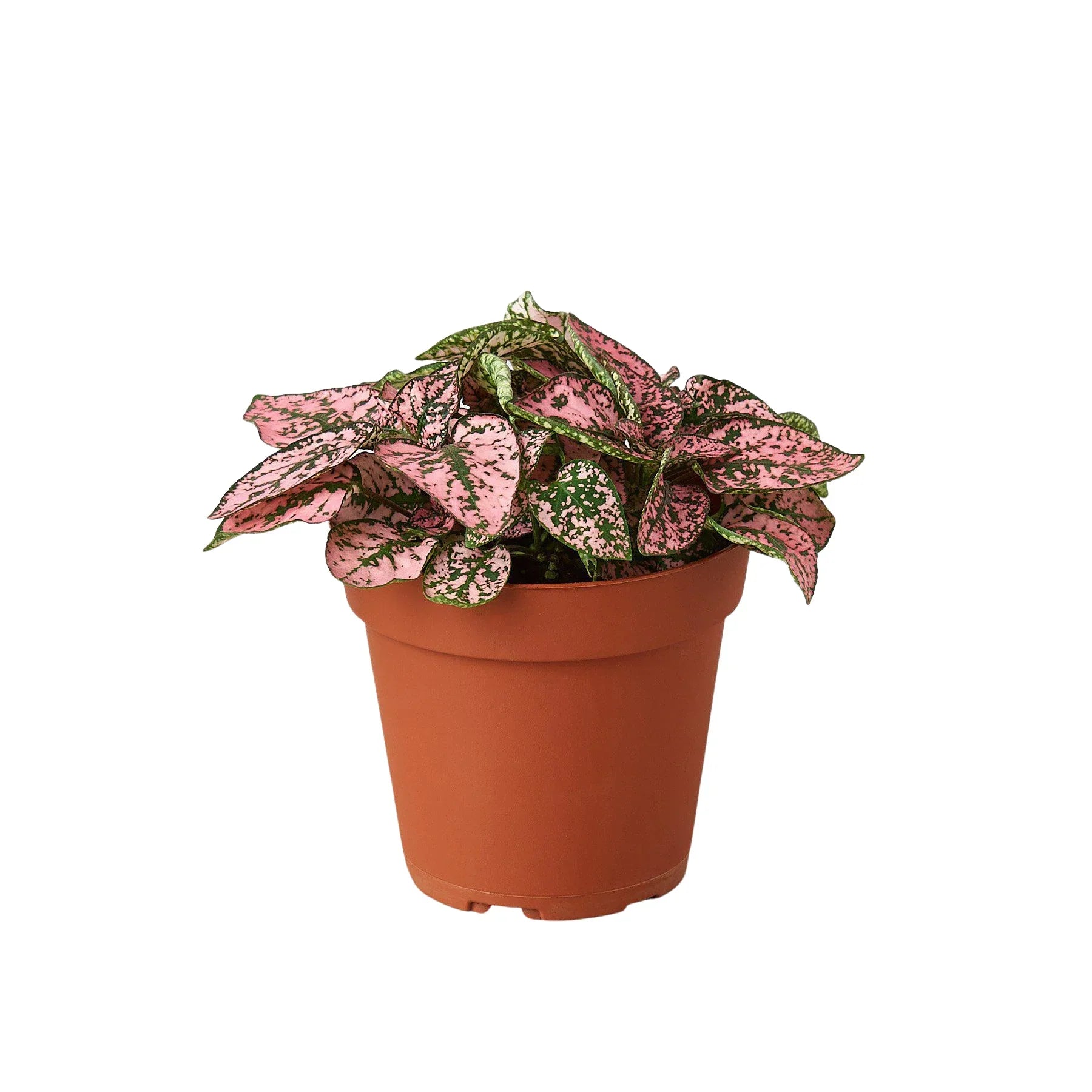 Hypoestes 'Polka Dot' - Holiday Corner