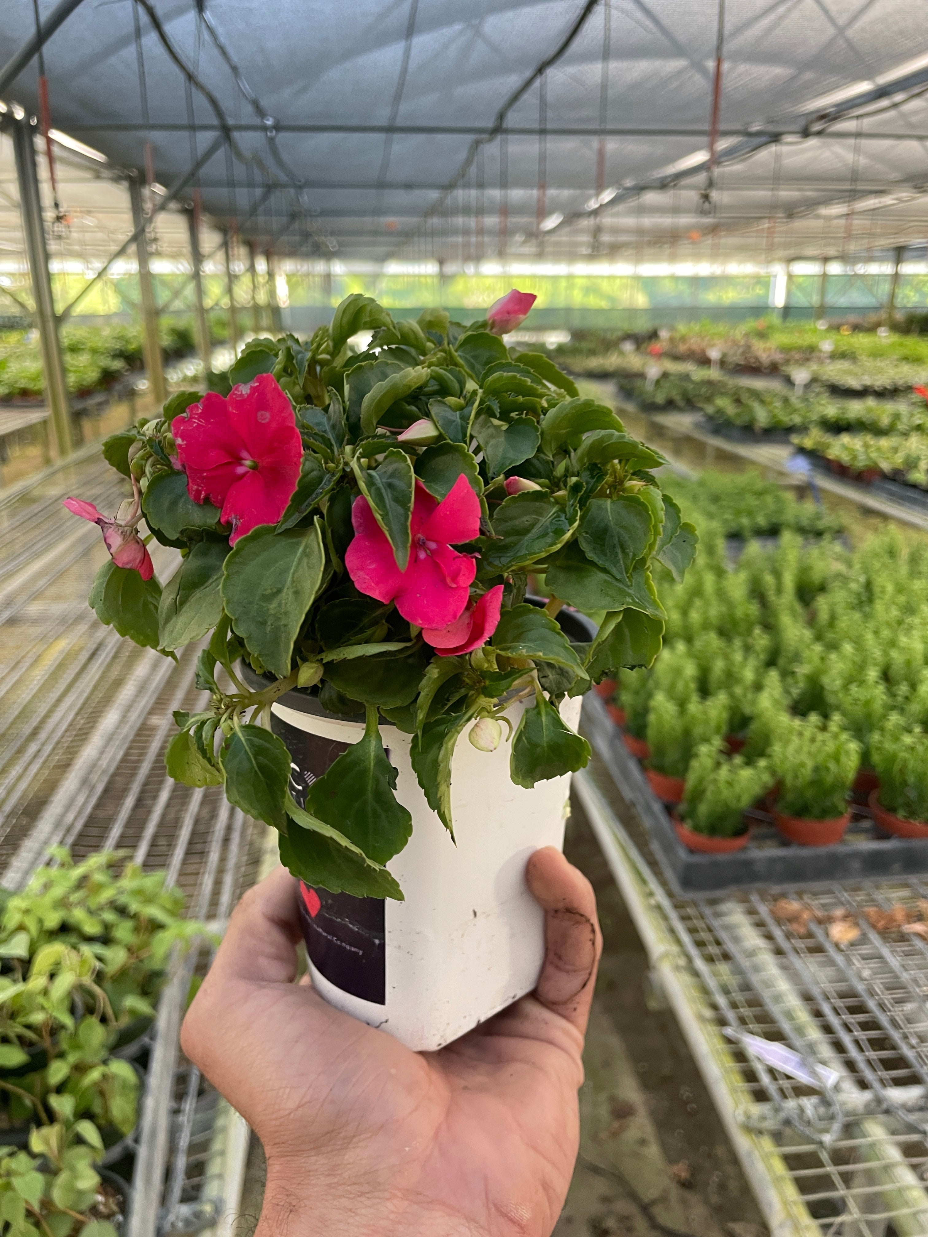 Impatiens - Holiday Corner