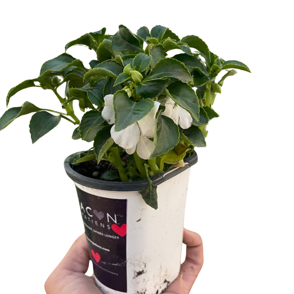 Impatiens - Holiday Corner