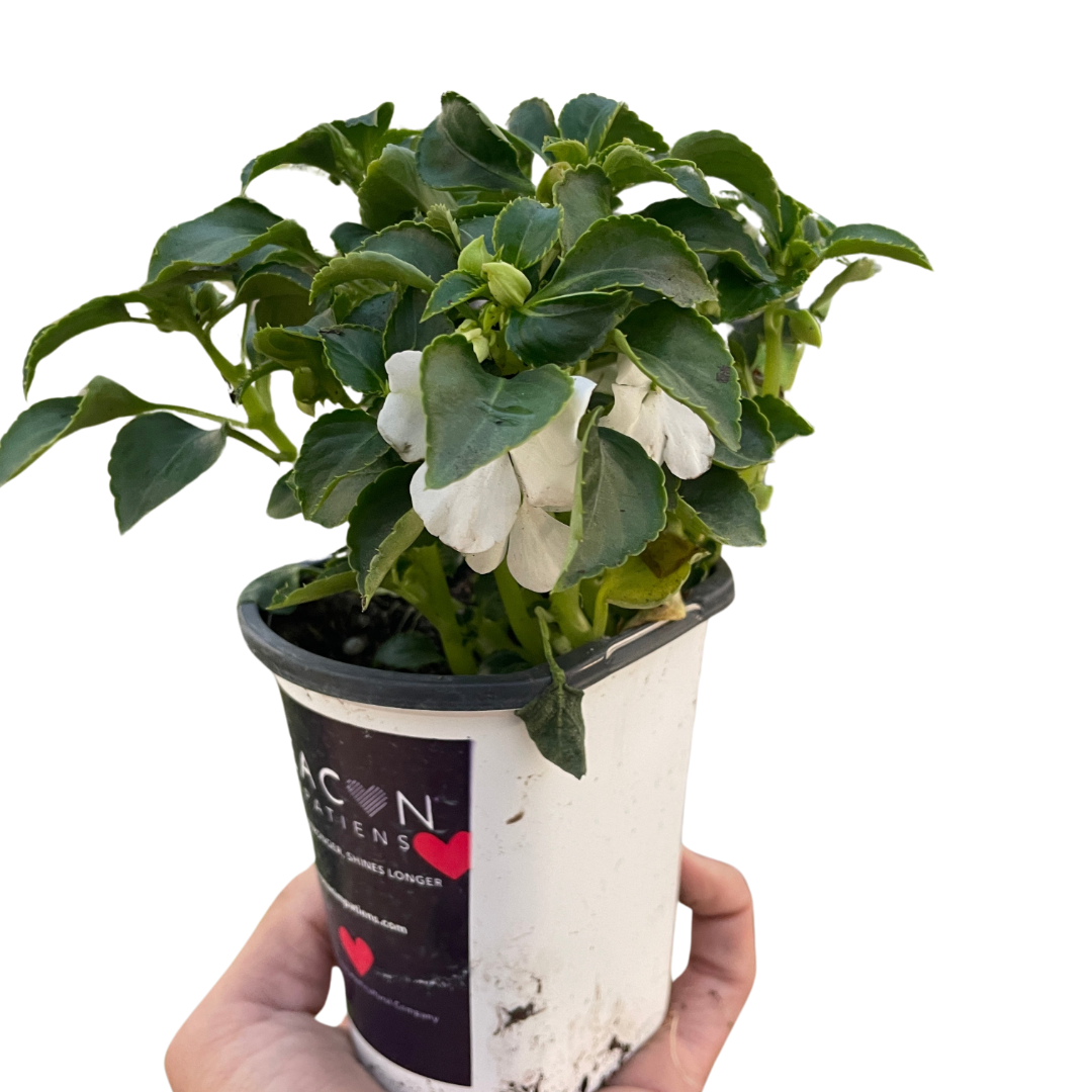 Impatiens - Holiday Corner