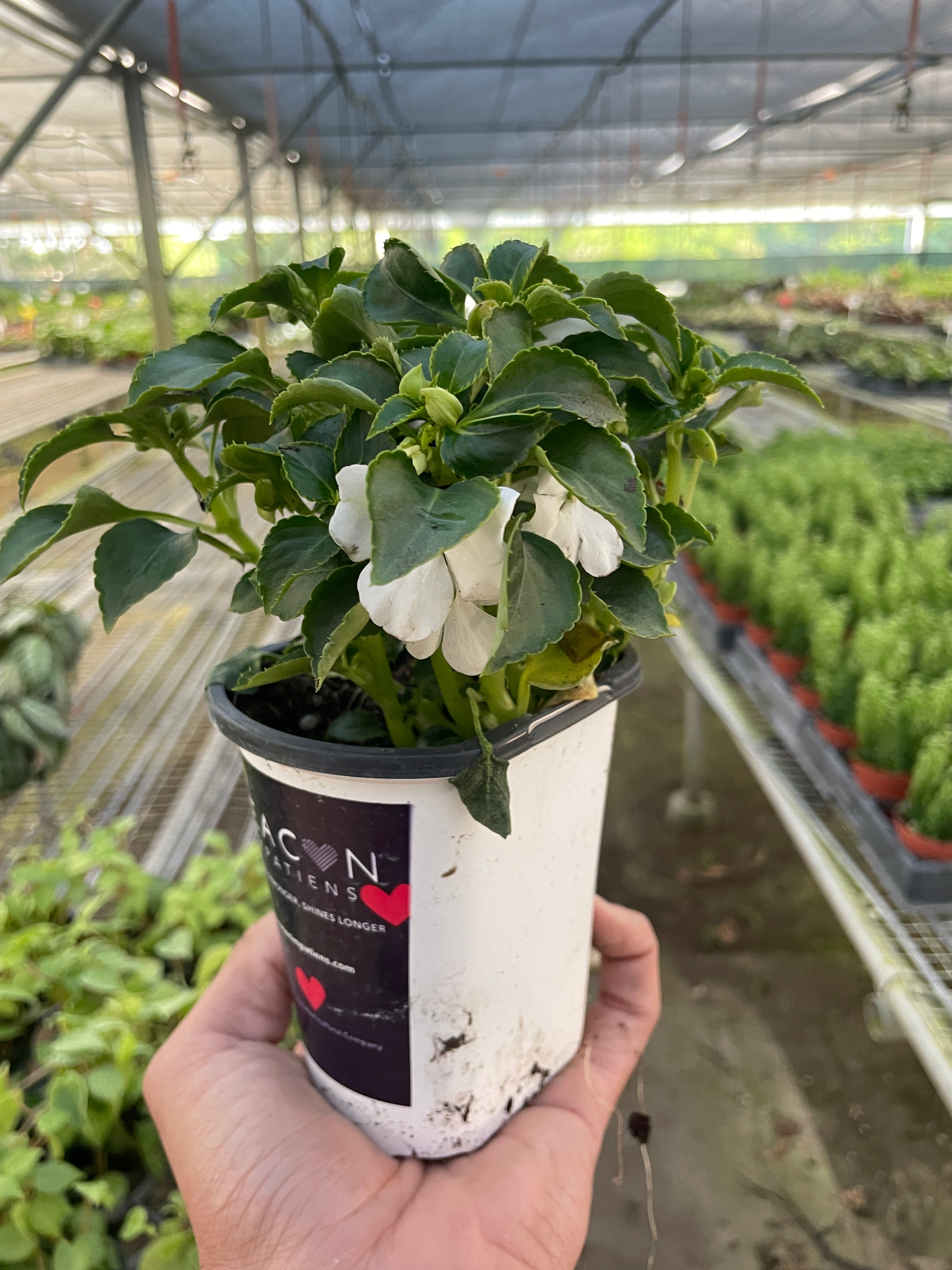 Impatiens - Holiday Corner