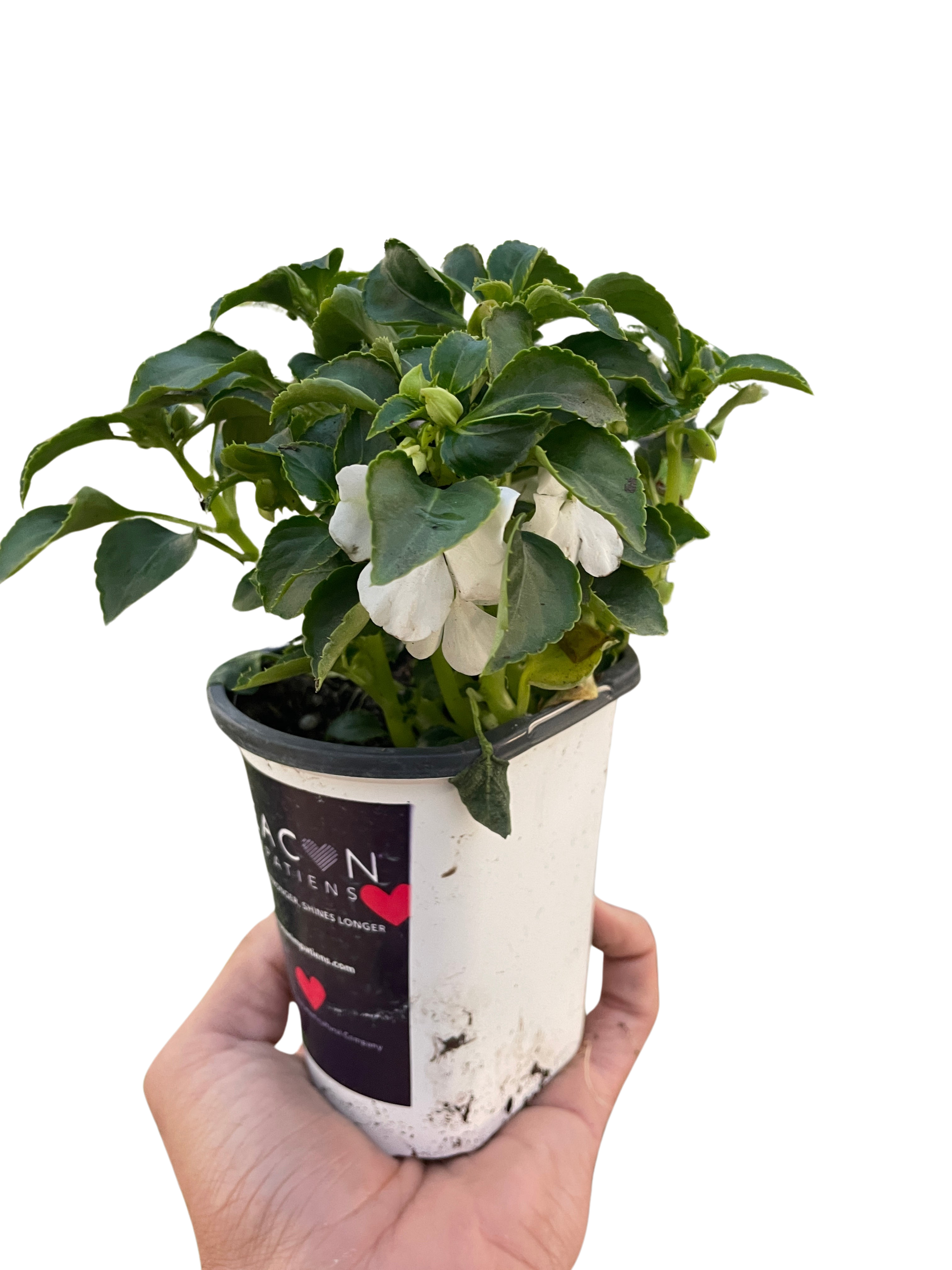 Impatiens - Holiday Corner