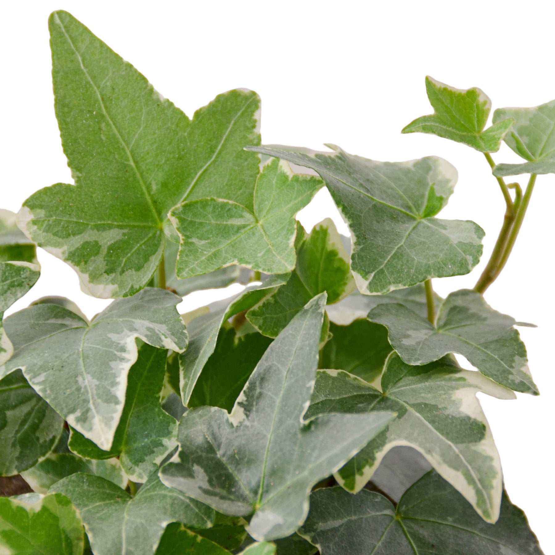 English Ivy 'Glacier' - Holiday Corner
