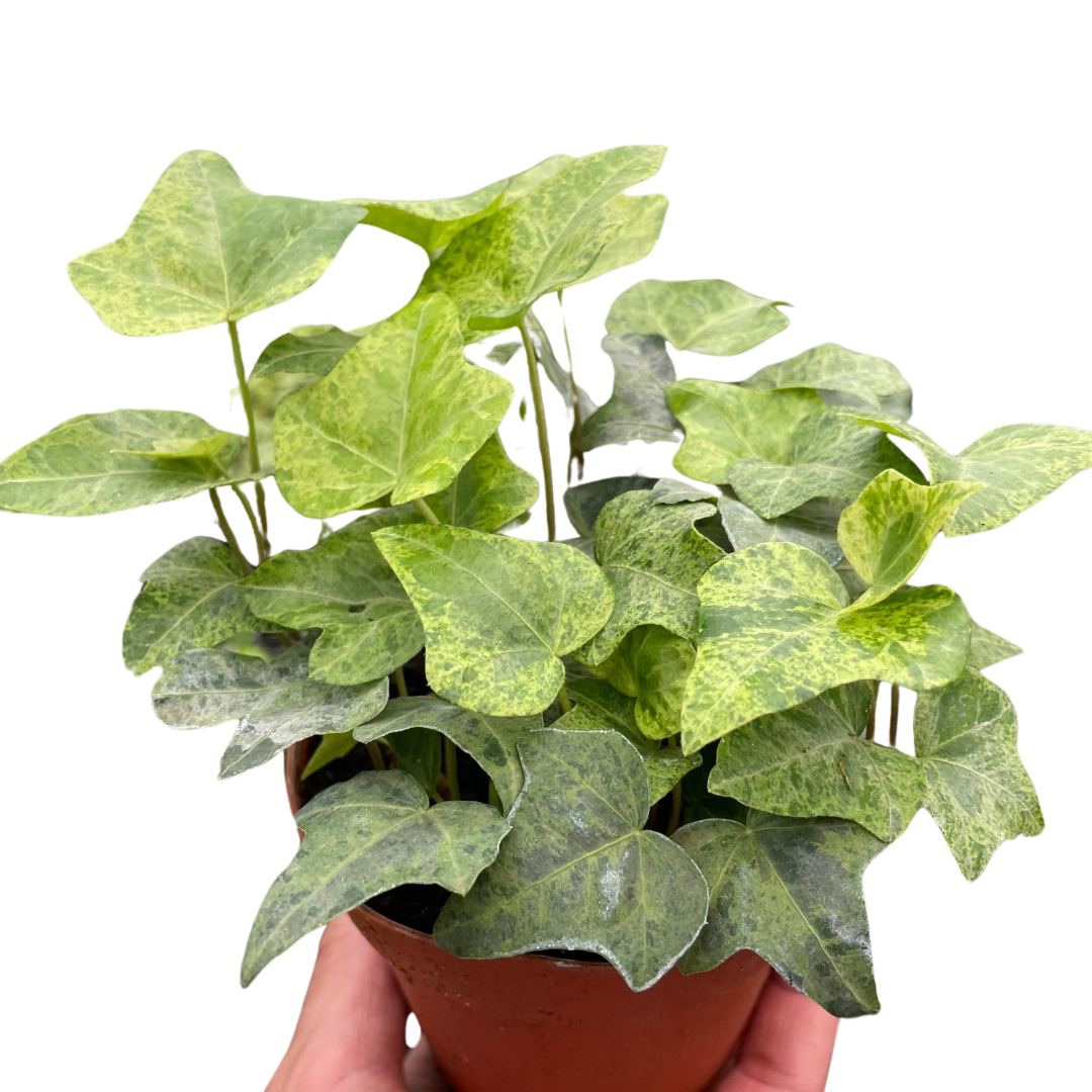 Ivy Tropical Blizzard - Holiday Corner