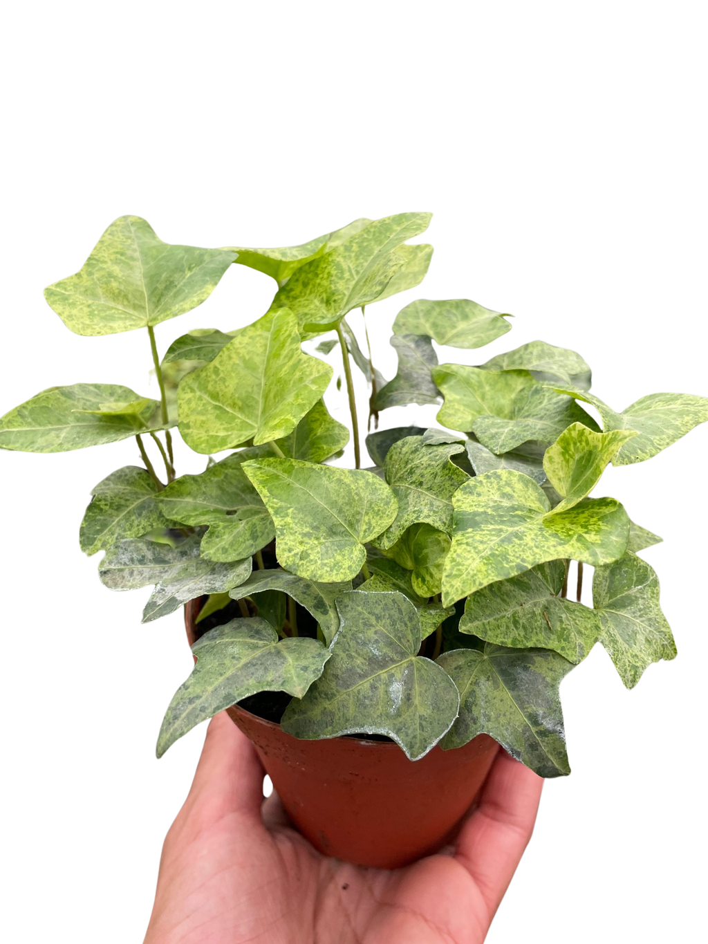 Ivy Tropical Blizzard - Holiday Corner