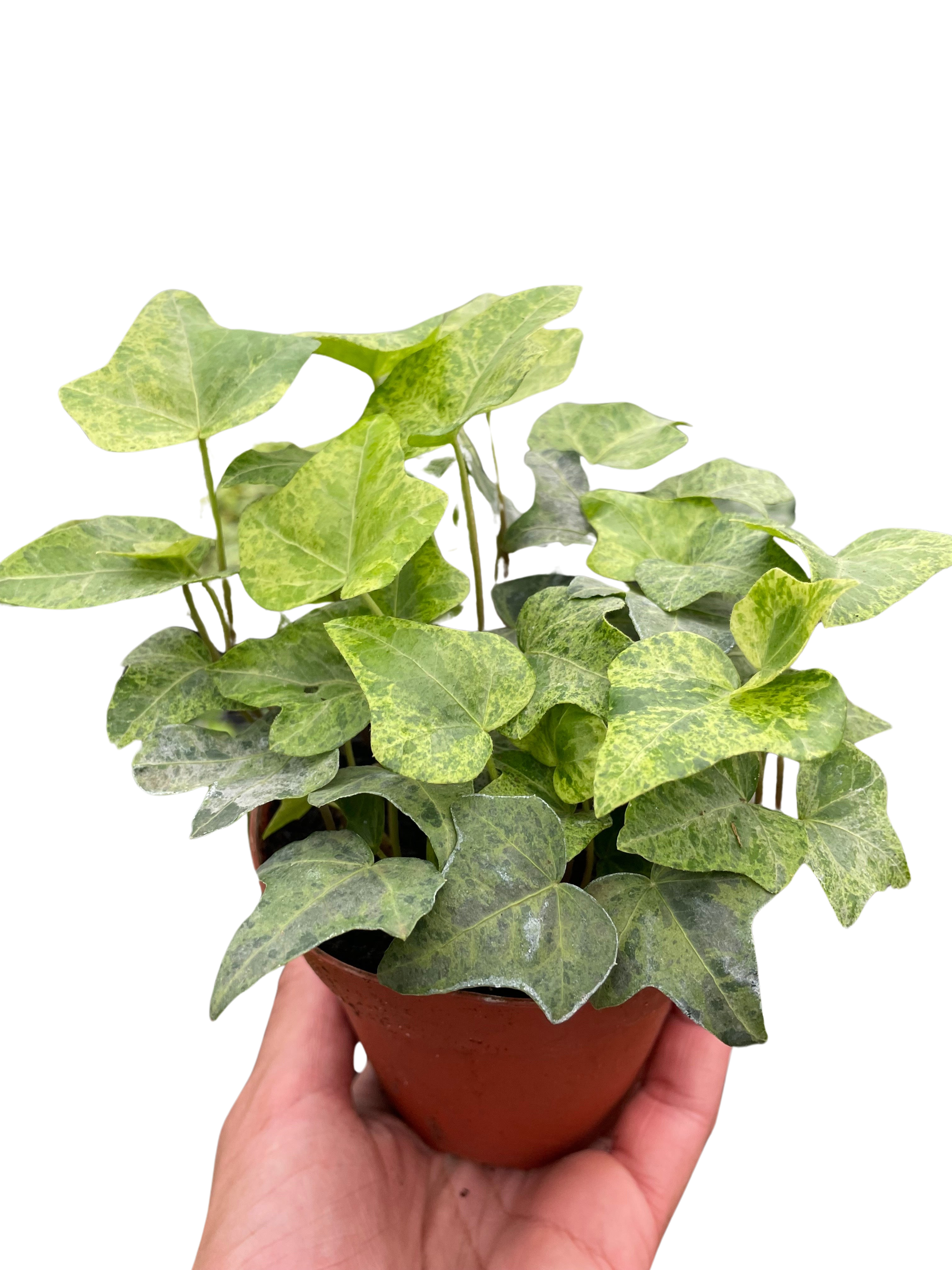 Ivy Tropical Blizzard - Holiday Corner