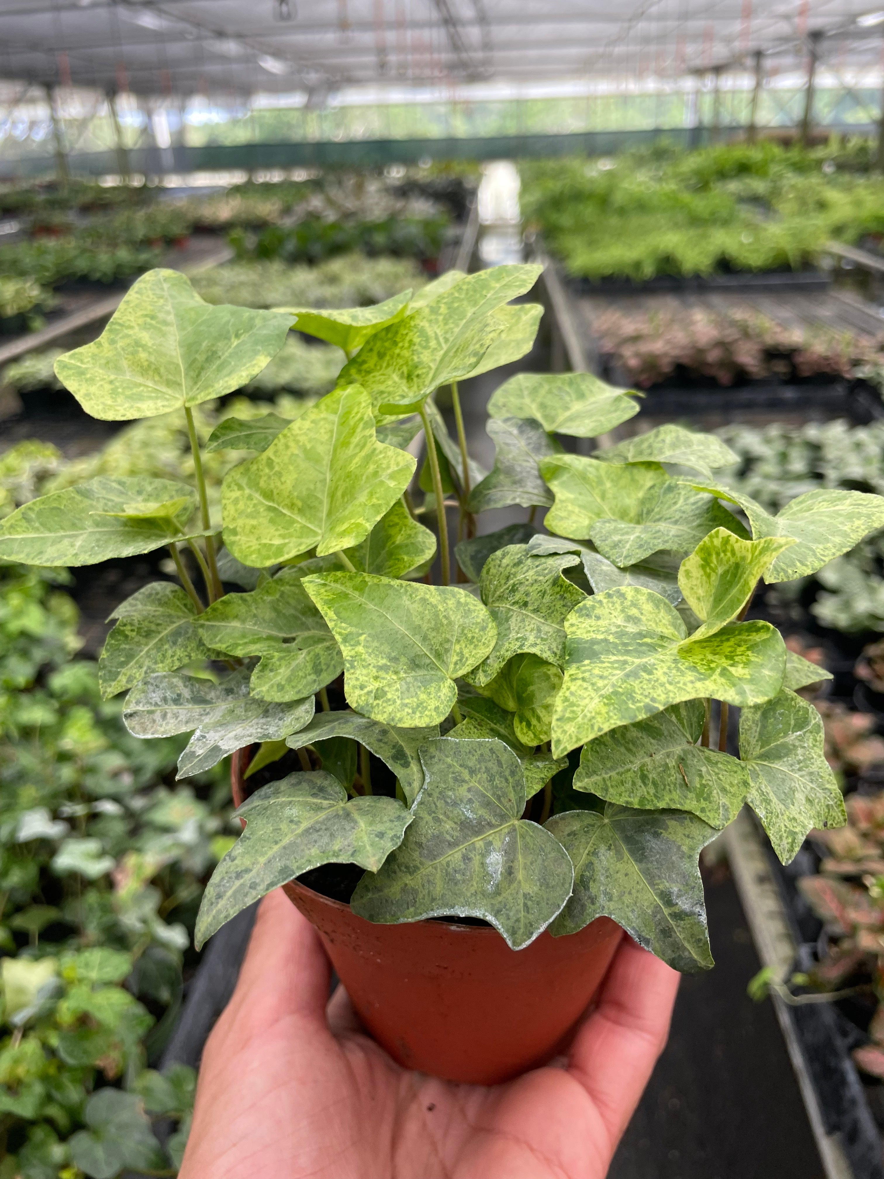 Ivy Tropical Blizzard - Holiday Corner