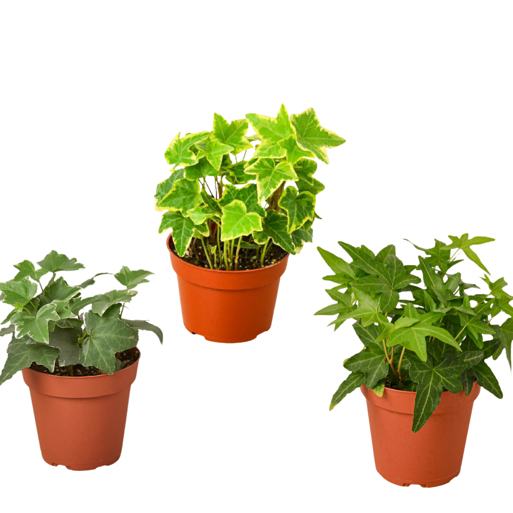 3 Different English Ivy Plants - 4" Pot - Live House Plant - Holiday Corner
