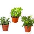 3 Different English Ivy Plants - 4" Pot - Live House Plant - Holiday Corner