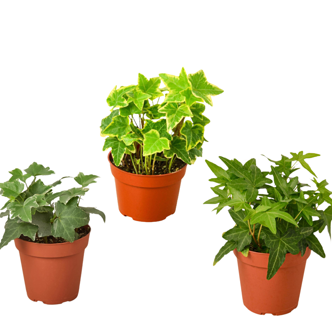 3 Different English Ivy Plants - 4" Pot - Live House Plant - Holiday Corner