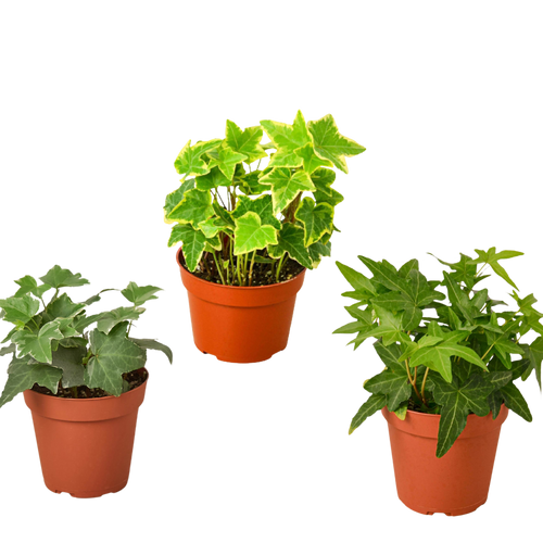 3 Different English Ivy Plants - 4" Pot - Live House Plant - Holiday Corner