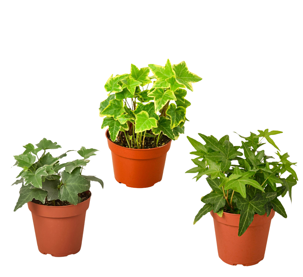 3 Different English Ivy Plants - 4" Pot - Live House Plant - Holiday Corner