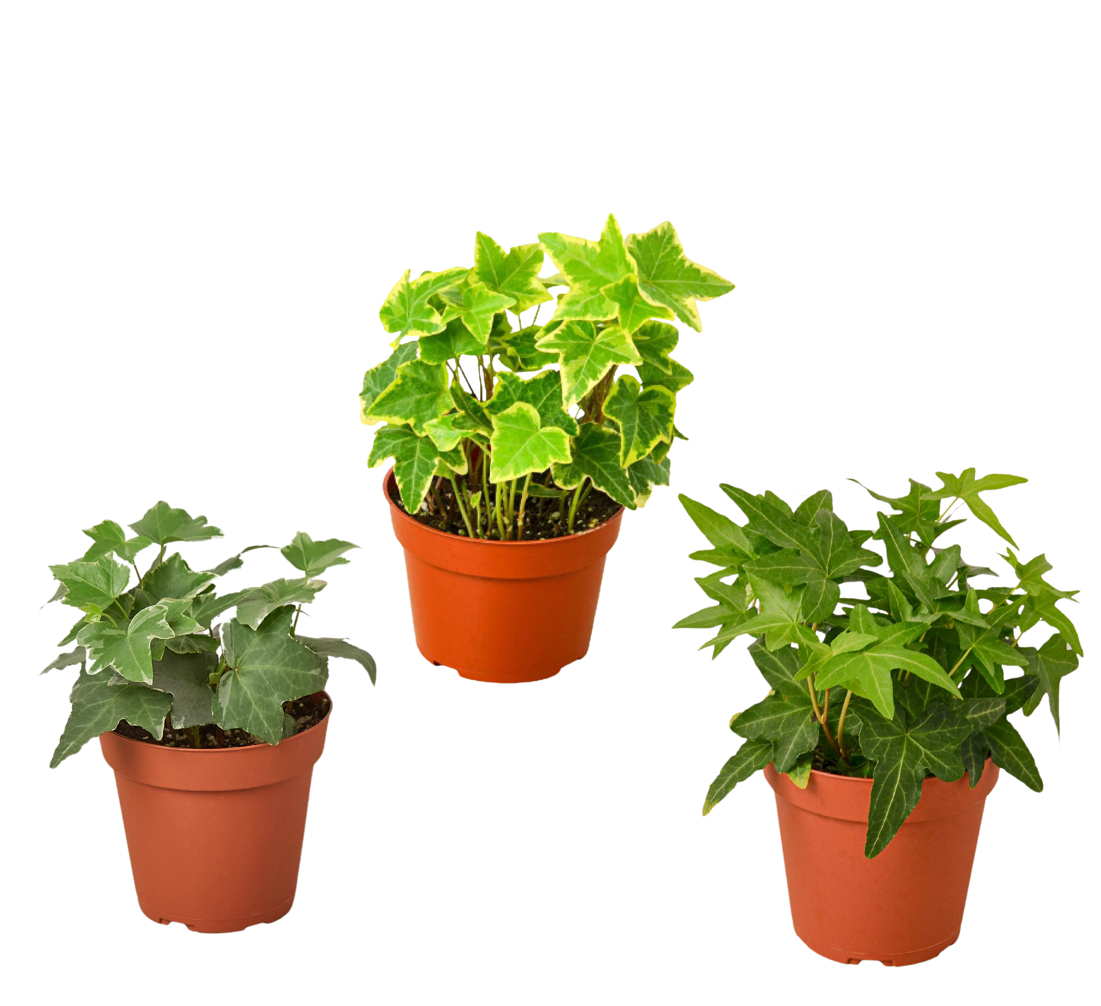 3 Different English Ivy Plants - 4" Pot - Live House Plant - Holiday Corner