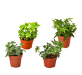4 Different English Ivy Plants - 4" Pots - Live House Plant - Holiday Corner