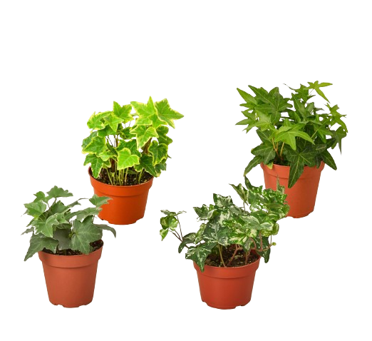 4 Different English Ivy Plants - 4" Pots - Live House Plant - Holiday Corner