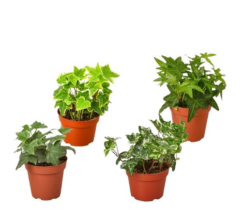 4 Different English Ivy Plants - 4" Pots - Live House Plant - Holiday Corner