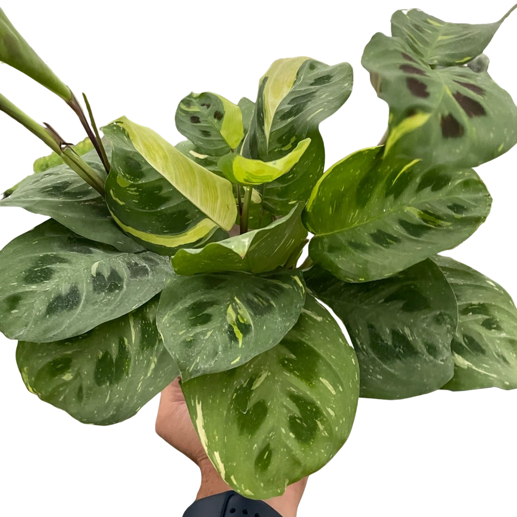 Maranta Variegated 'Beauty Kim' - Holiday Corner