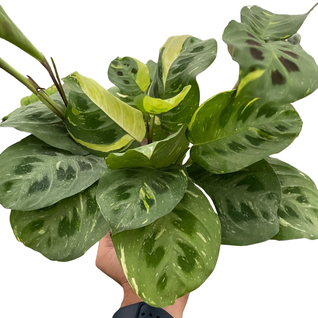 Maranta Variegated 'Beauty Kim' - Holiday Corner