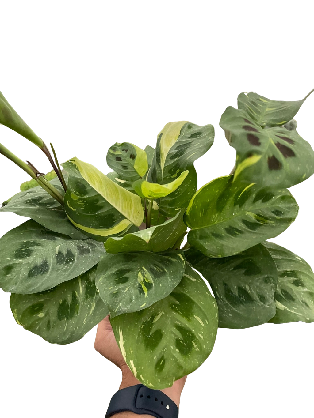 Maranta Variegated 'Beauty Kim' - Holiday Corner
