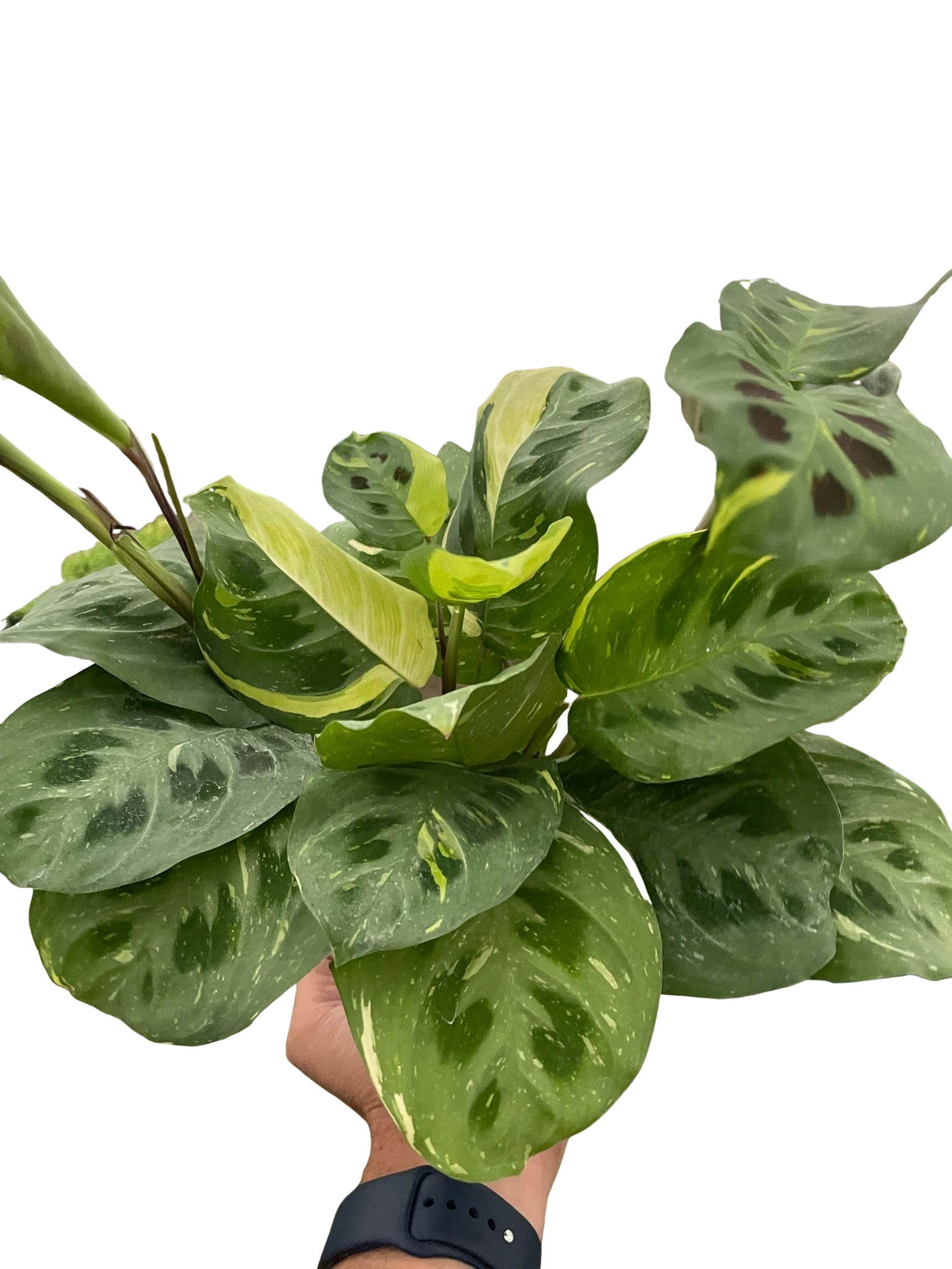 Maranta Variegated 'Beauty Kim' - Holiday Corner