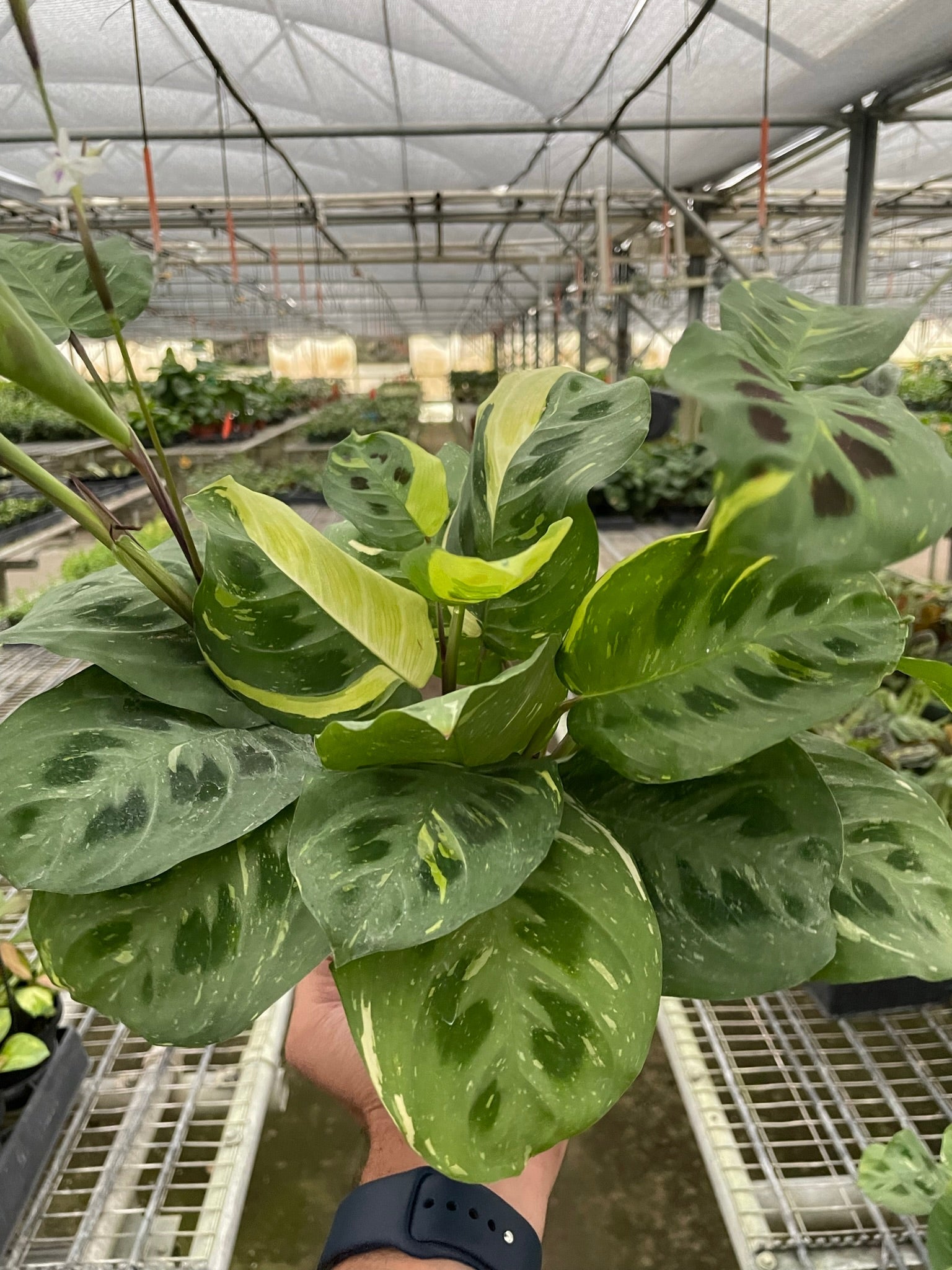Maranta Variegated 'Beauty Kim' - Holiday Corner