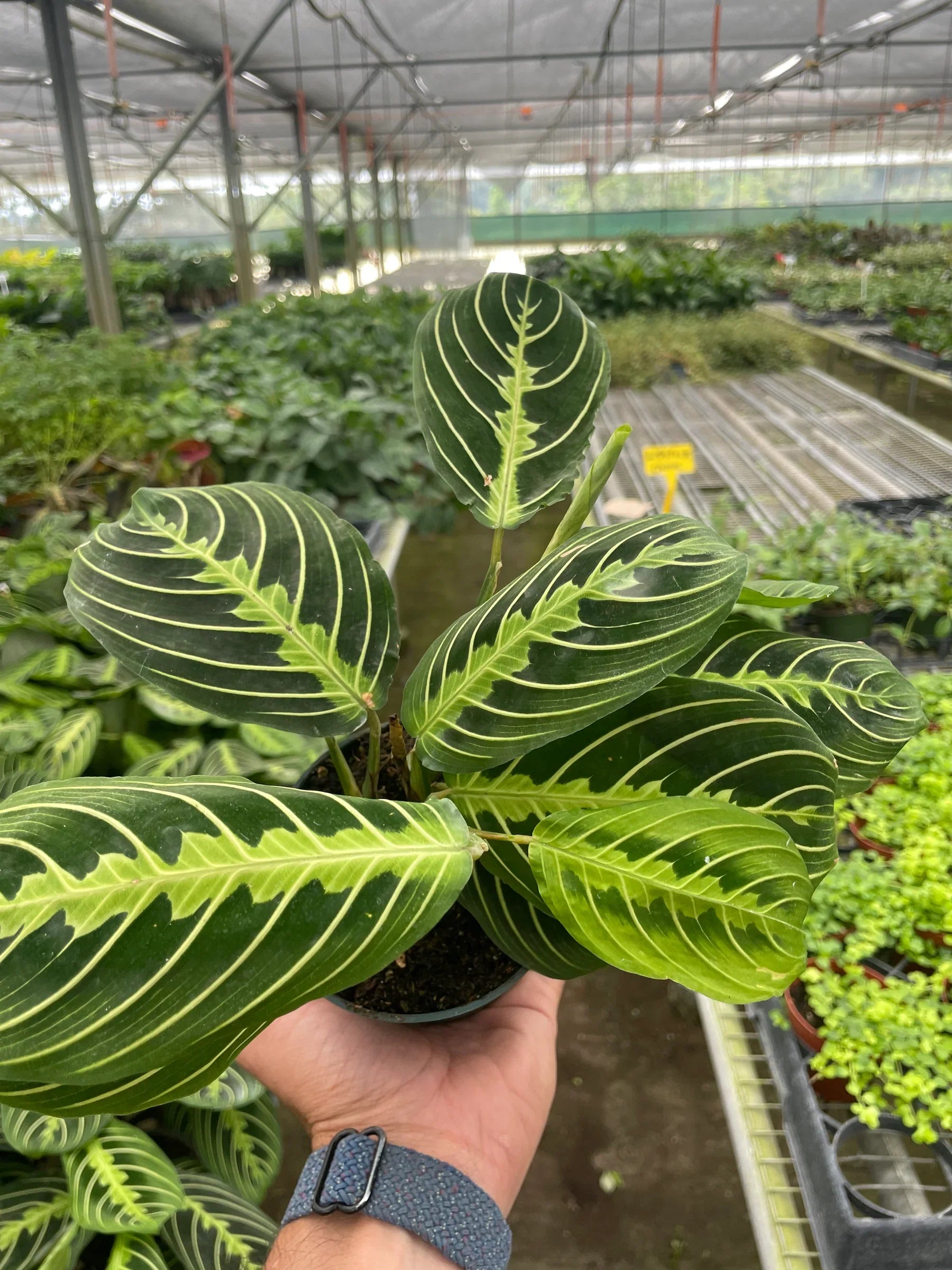 Maranta 'Lemon Lime' - Holiday Corner