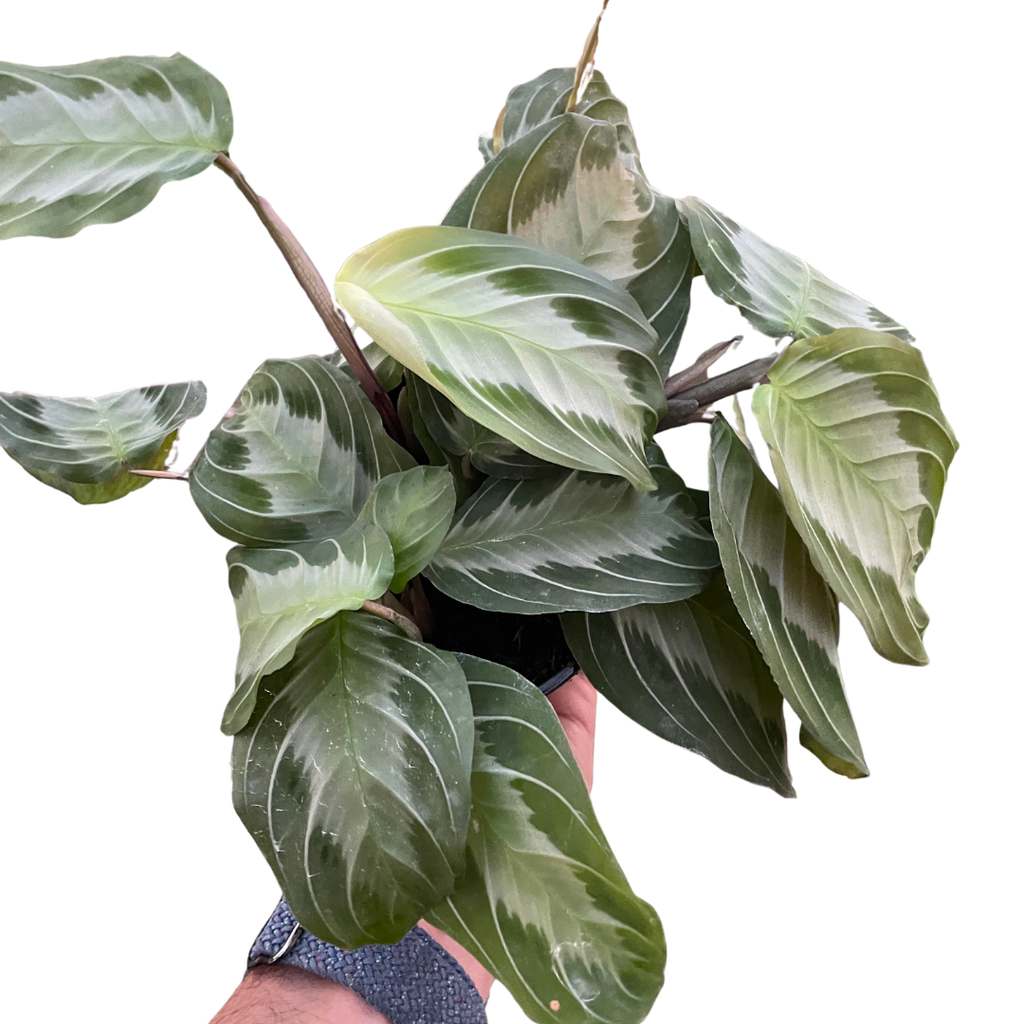 Maranta 'Silver Band' - Holiday Corner