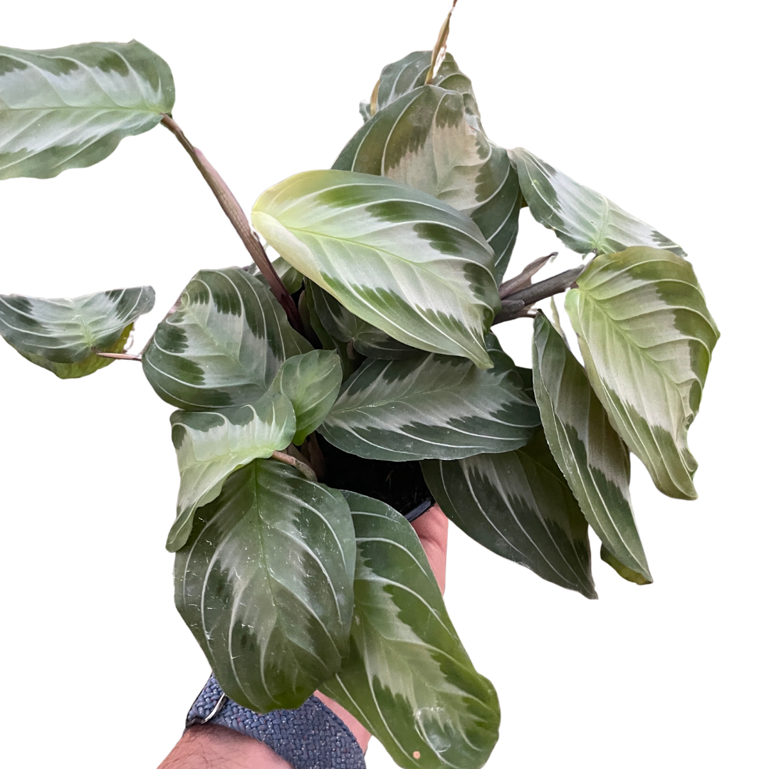 Maranta 'Silver Band' - Holiday Corner