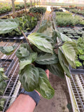 Maranta 'Silver Band' - Holiday Corner