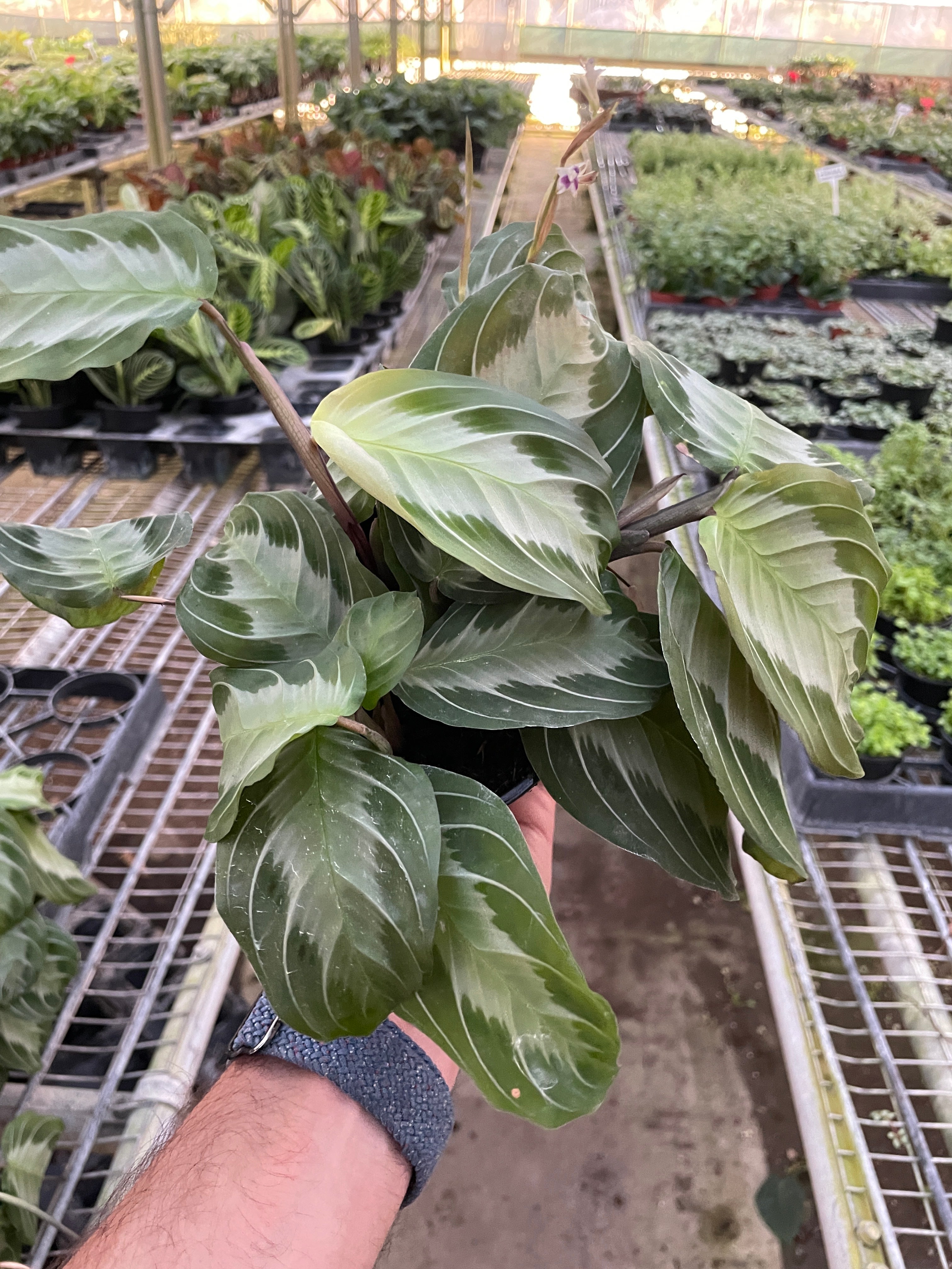 Maranta 'Silver Band' - Holiday Corner