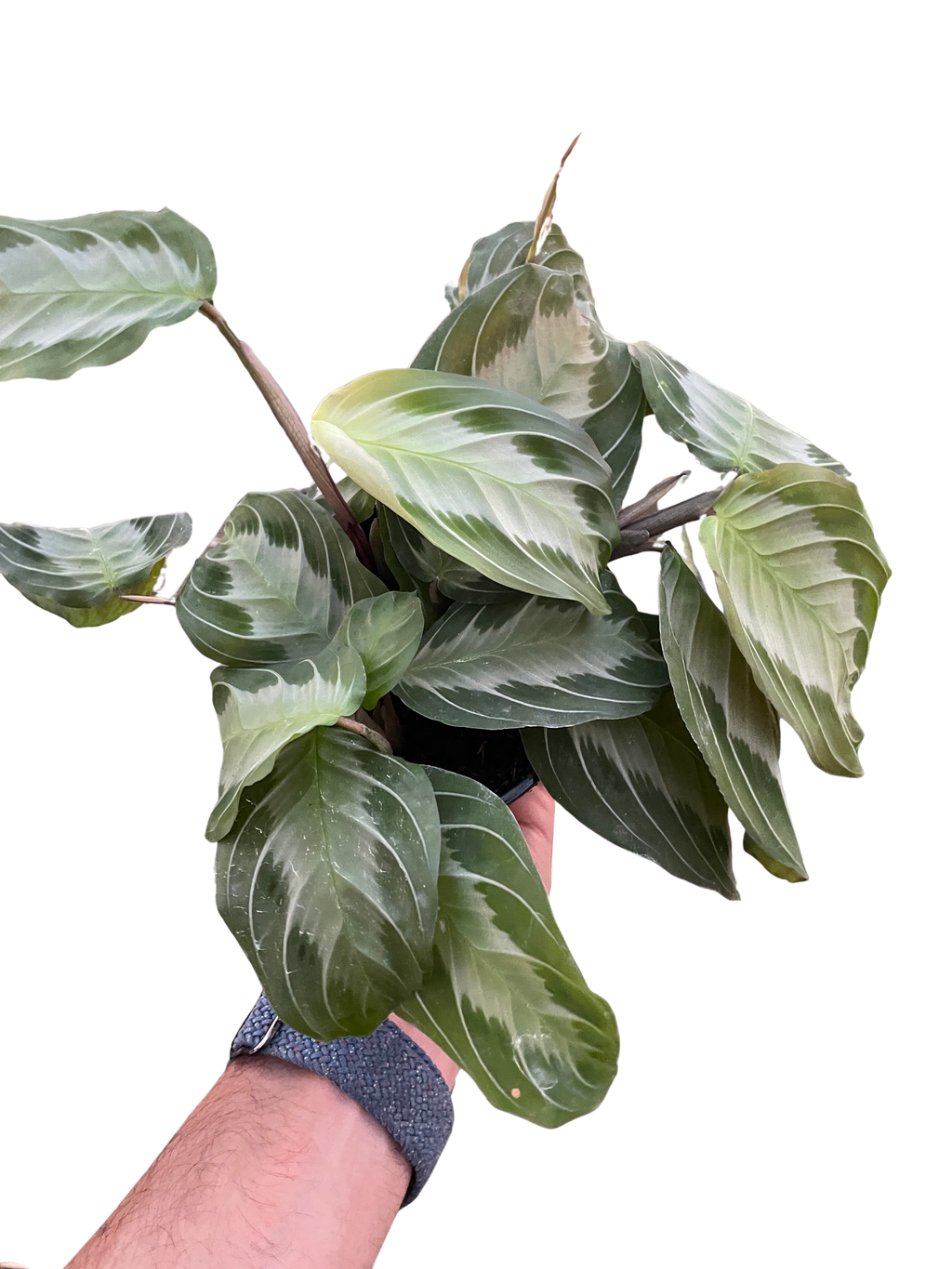 Maranta 'Silver Band' - Holiday Corner