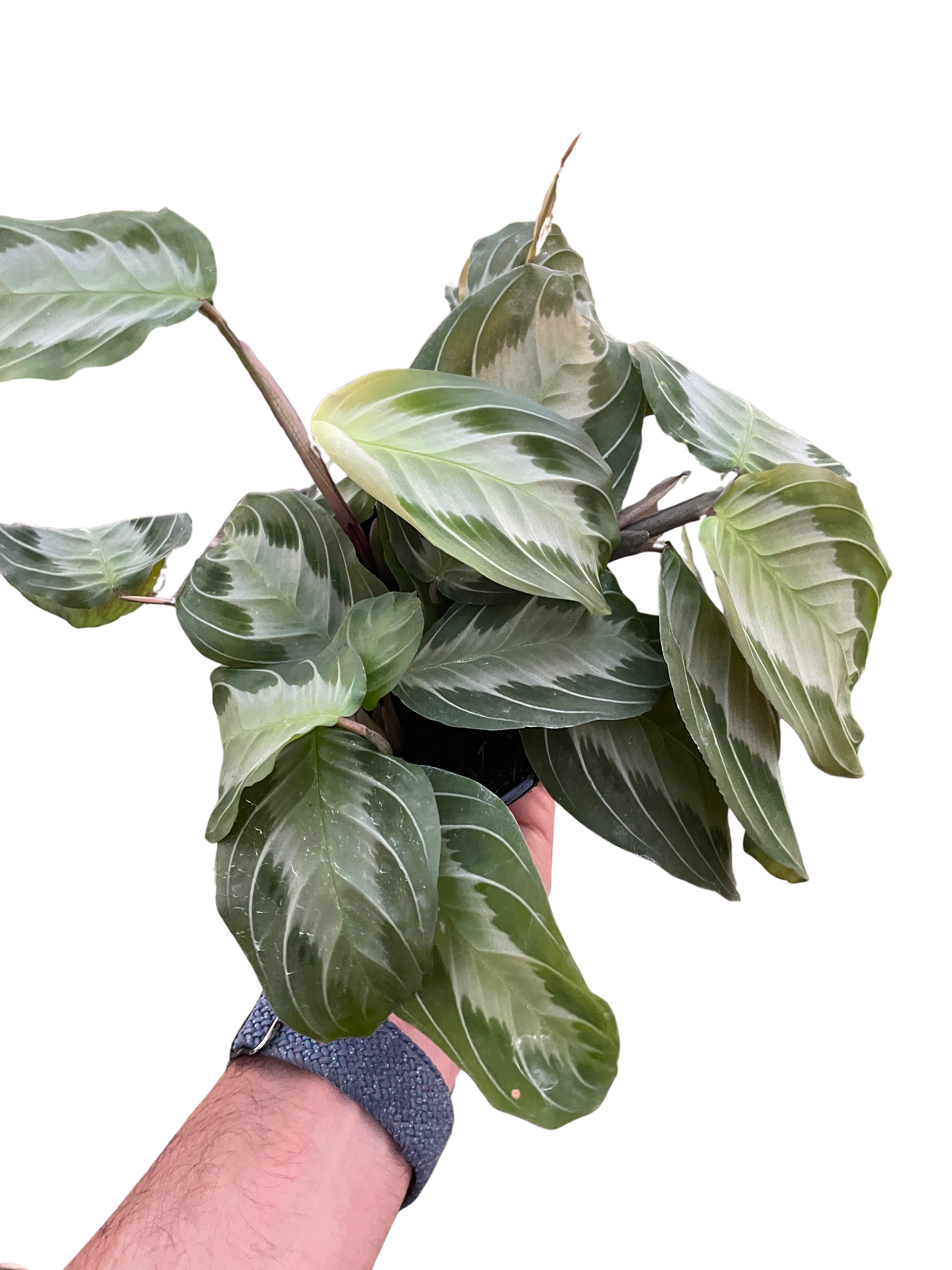 Maranta 'Silver Band' - Holiday Corner