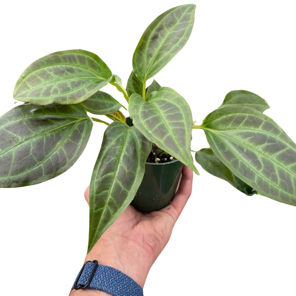 Monolena 'Primuliflora' - Holiday Corner