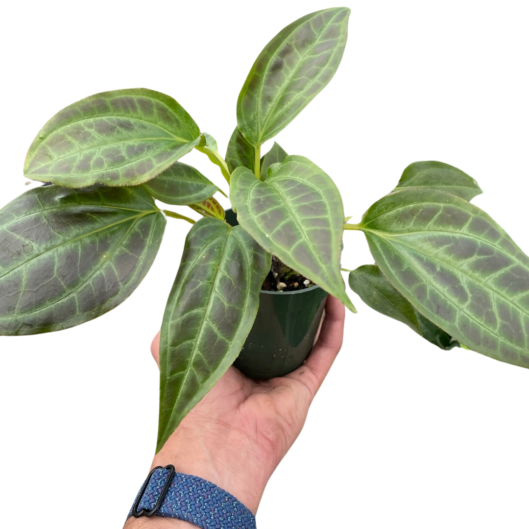 Monolena 'Primuliflora' - Holiday Corner