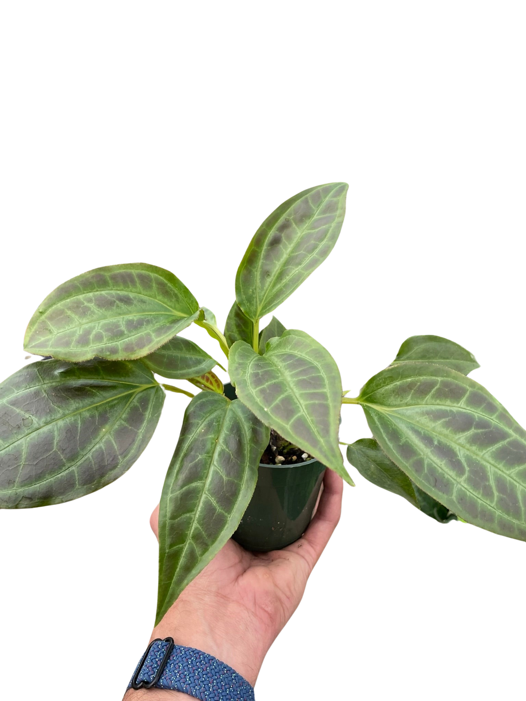 Monolena 'Primuliflora' - Holiday Corner