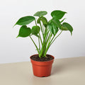 Monstera 'Split-Leaf' - Holiday Corner
