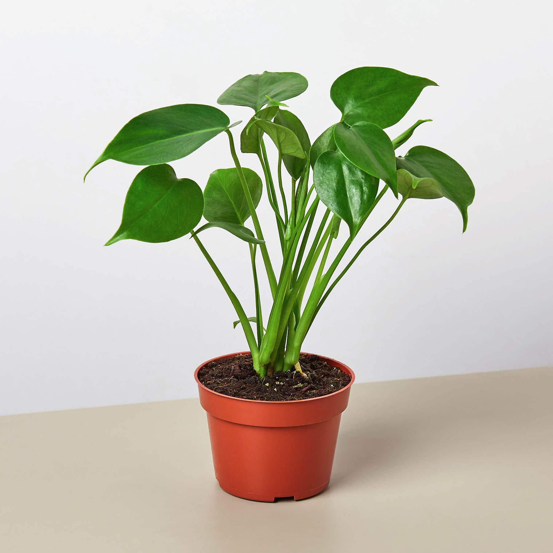 Monstera 'Split-Leaf' - Holiday Corner