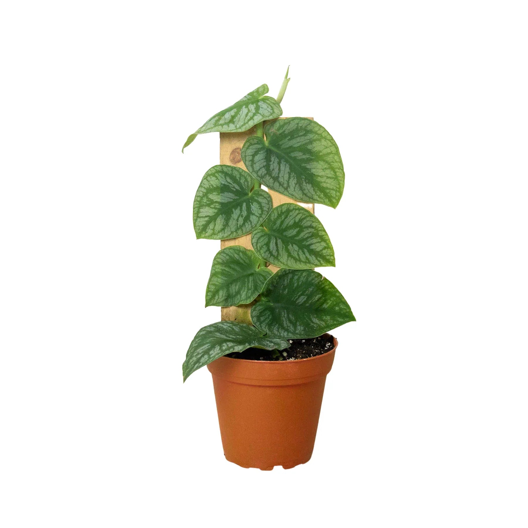Monstera 'Dubia' (Shingle Plant) - Holiday Corner