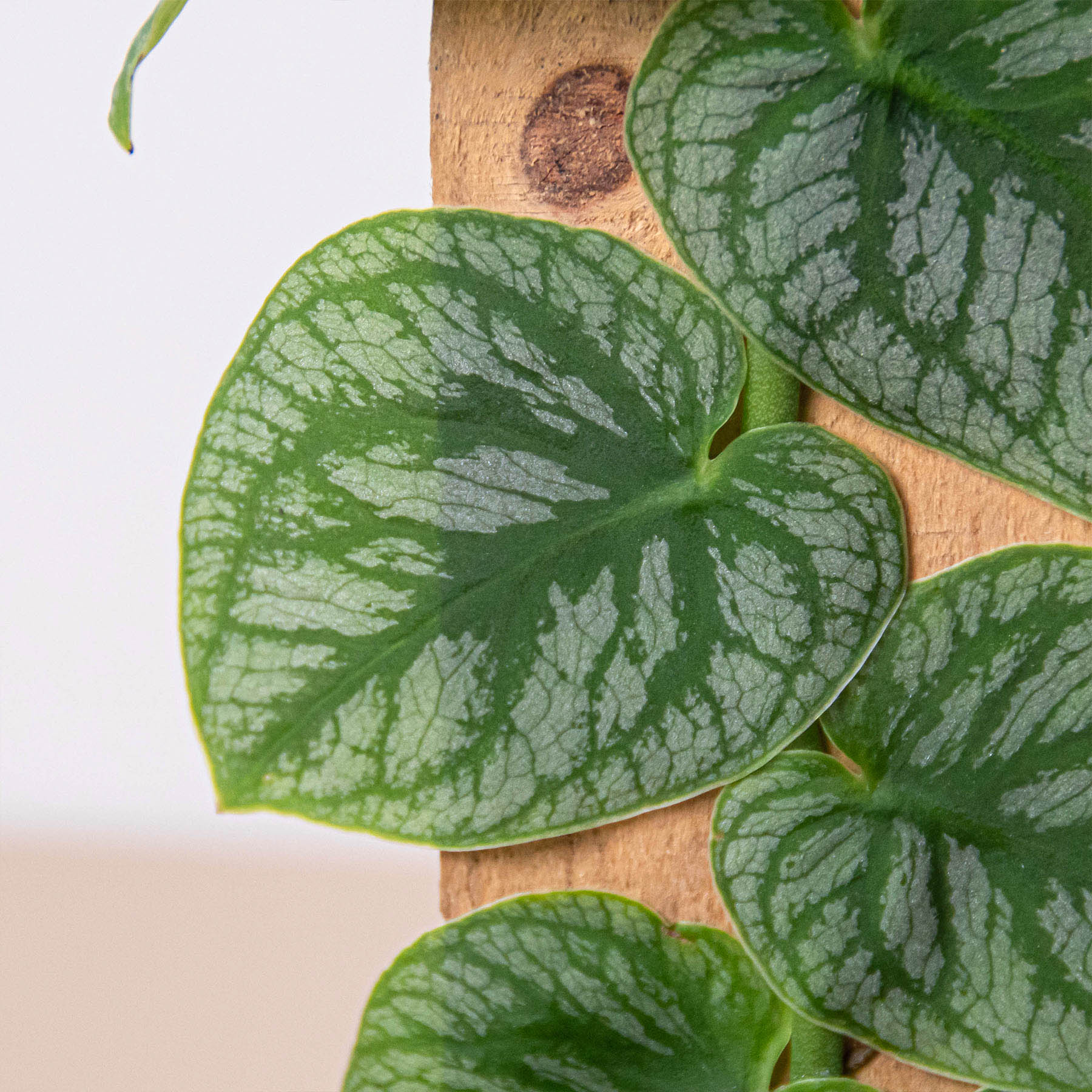 Monstera 'Dubia' (Shingle Plant) - Holiday Corner