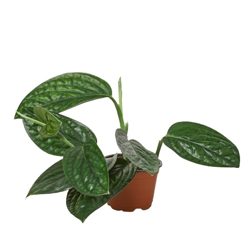 Monstera 'Peru' - Holiday Corner