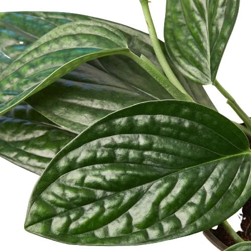 Monstera 'Peru' - Holiday Corner