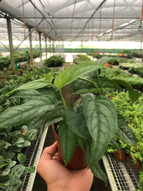 Monstera 'Siltepecana' - Holiday Corner