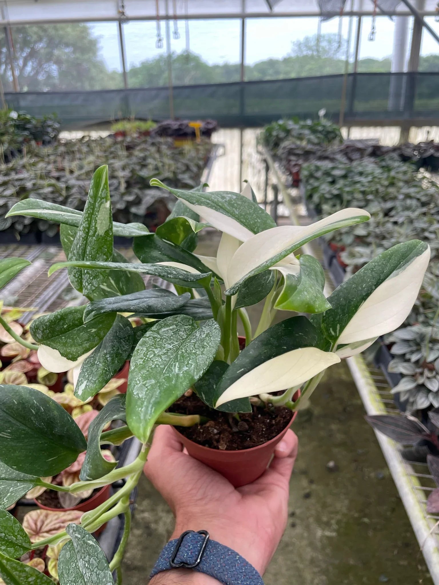 Monstera 'Standeleyana Albo Variegated' - Holiday Corner